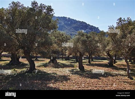 Turist Mallorca Hi Res Stock Photography And Images Alamy