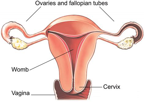 Laparoscopic Hysterectomy Healthdirect