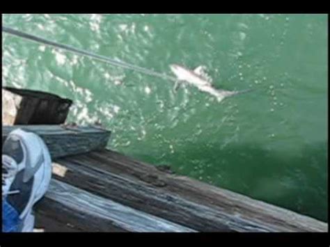 Thresher Shark Seal Beach Pier YouTube