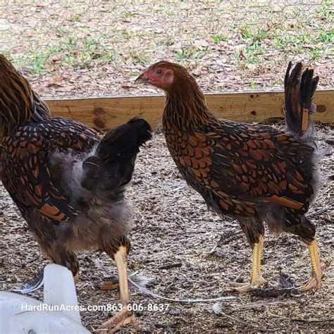 Golden Laced Wyandotte Cockerel