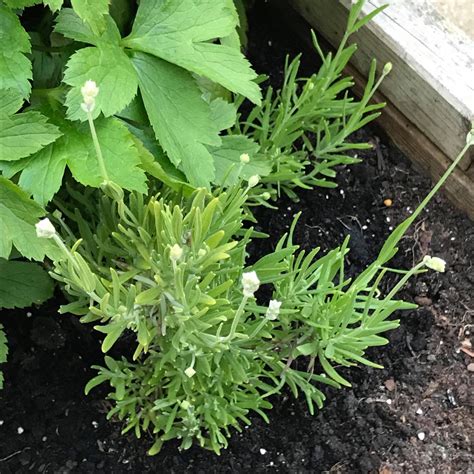 Lavandula Angustifolia Arctic Snow Lavender Arctic Snow In