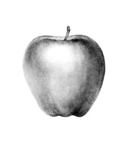 Sketch Of Apple Fruit at PaintingValley.com | Explore collection of ...