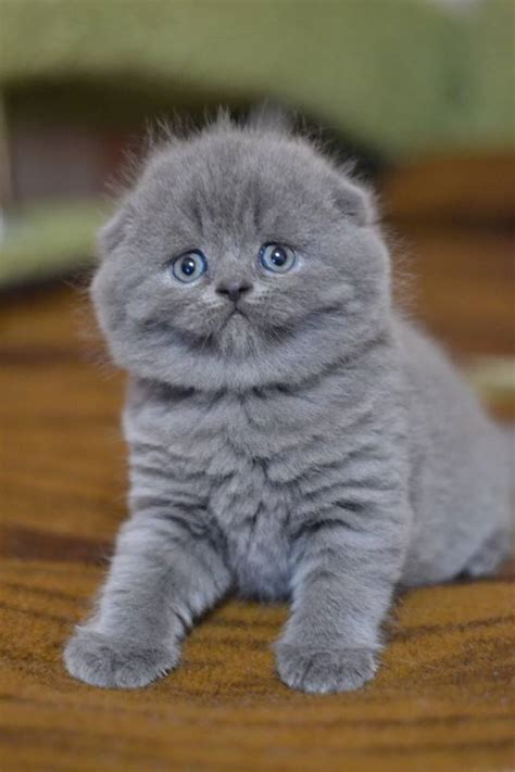 Scottish Fold Temperament Lifespan Shedding Kittens