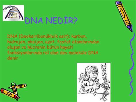 GENETİK ppt indir