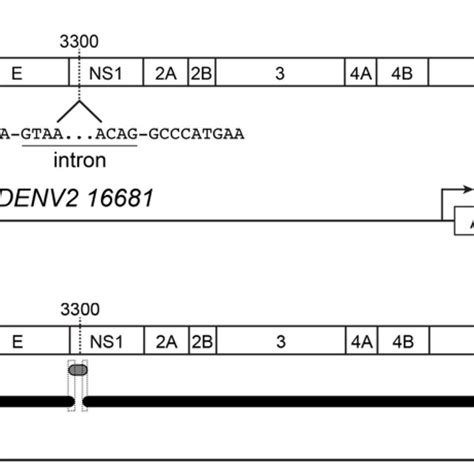 Design Of PcDNA6 2 DENV2 16681 Schematics Of A CMV Promoter Driven