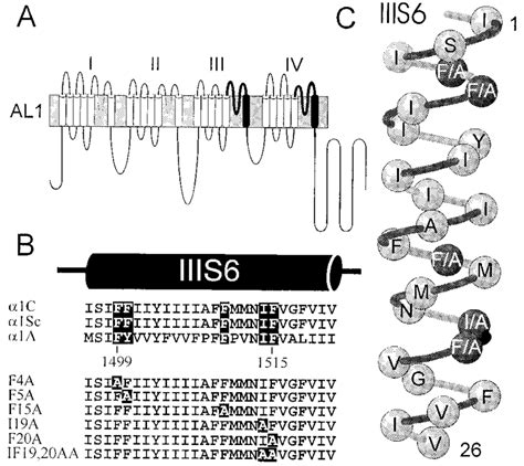 A Schematic Representation Of Chimera Al1 13 And Derived Mutants Download Scientific