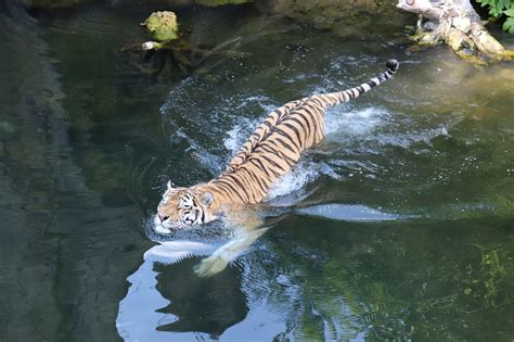 20以上の無料tiger Swimmingand動物画像 Pixabay