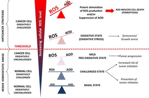 Reactive Oxygen Species Ros Can I Promote Cancer Ii Cause Growth