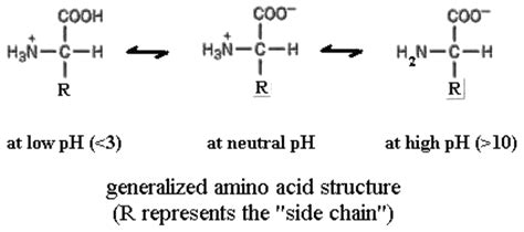 Reaction Of Amino Acids In Basic Medium