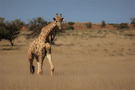 Kgalagadi Basic Overview Of This Great Reserve