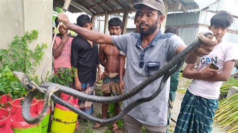 জীবন বাজী রেখে বাড়ির আঙ্গিনা থেকে বিষধর সাপ উদ্ধার Youtube