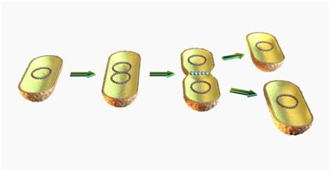 Binary Fission Definition Steps And Examples Biology Dictionary