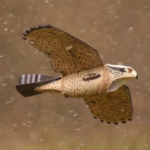 Rogoshawk Archives Wingbeat