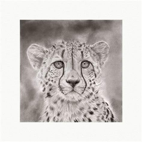 cheetah for drawing 4