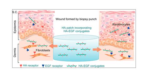 Hyaluronate—epidermal Growth Factor Conjugate For Skin Wound Healing