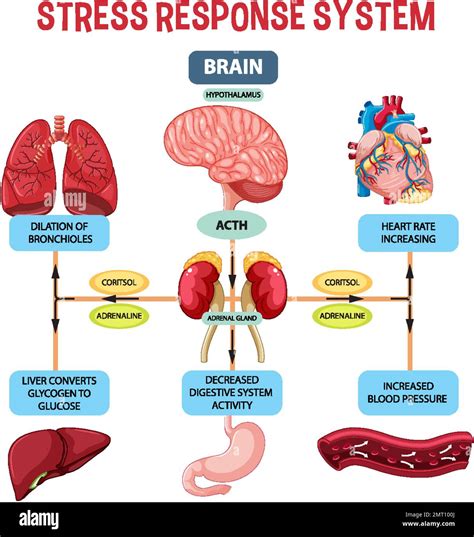 Stress Response System Scheme Illustration Stock Vector Image And Art Alamy