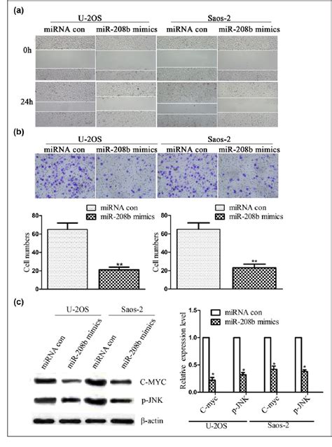 Figure From Microrna B Inhibits Human Osteosarcoma Progression By