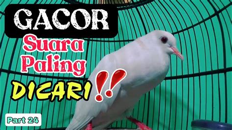 SUARA BURUNG PUTER PUTIH MATA MERAH ALBINO PALING DI CARI SUPER GACOR