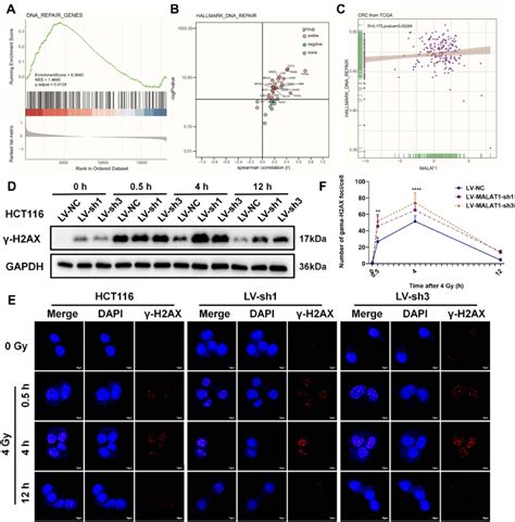 Malat1 Silencing Induced Dna Double Strand Breaks In Hct116 A Gsea