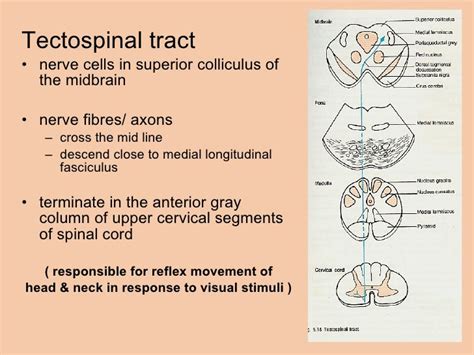 Tectospinal Tract Pathway