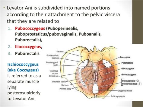 Pelvic Diaphragm