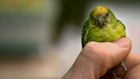 Bbc Earth News Worlds Smallest Parrot Filmed