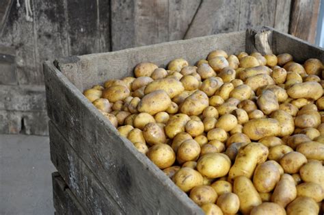 Rendements Lev S Des Pommes De Terre Bio