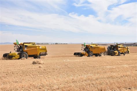 Blé dur 1 6 million d hectares à cultiver pour atteindre l