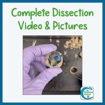 Sheep Eye Dissection Lab Science Island