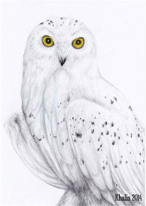 Snowy Owl Drawing by KhaliaArt on DeviantArt