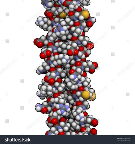 Keratin Skin Protein. Structure Of Human Keratin Intermediate Filaments ...