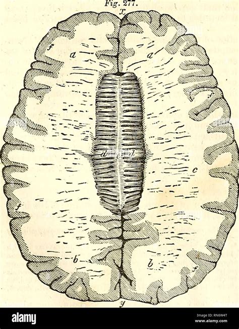 Galen anatomy hi-res stock photography and images - Alamy