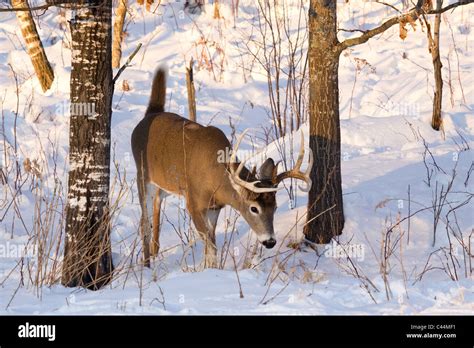 White-tailed deer in winter Stock Photo - Alamy