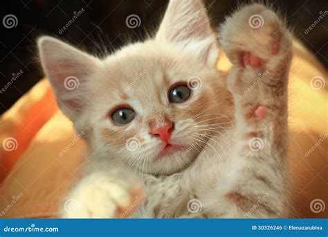 Incredible Compilation Of Over 999 Adorable Kitten Pictures Captivating Collection Of Full 4k