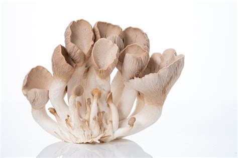 Pleurotus Eryngii Known As King Trumpet Mushroom French Horn Mushroom