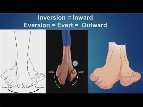 Anatomy Introduction Eversion And Inversion With Mcq