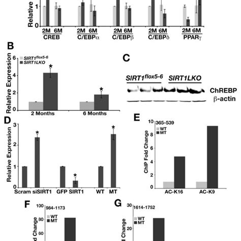 SIRT1 Liver Specific Knockout Causes Liver Steatosis A C H E