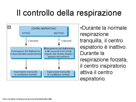 LA RESPIRAZIONE GLI SCAMBI GASSOSI CAP 18 Nei