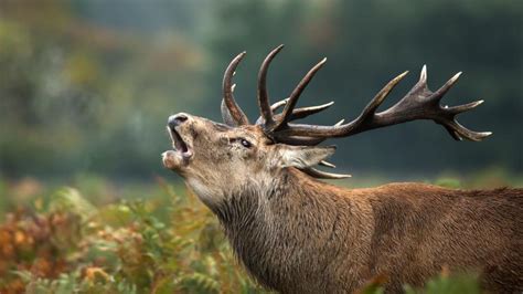 Walliser Staatsrat Bei Jagd Im Aletschwald Zur Ckgepfiffen Tierwelt