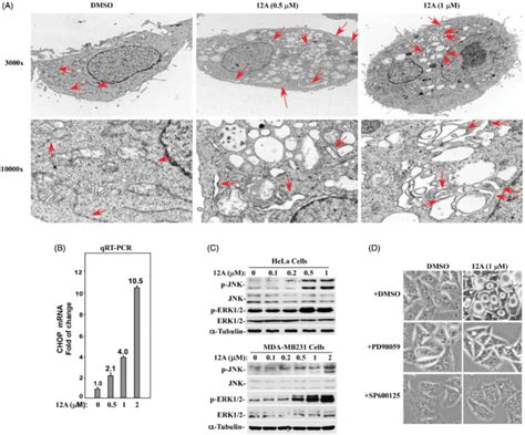 Compound 12A Activates The MAPK JNK Signalling Pathway And Induces