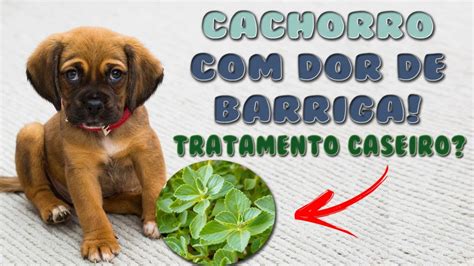 Cachorro Dor De Barriga Medica O Caseira Youtube