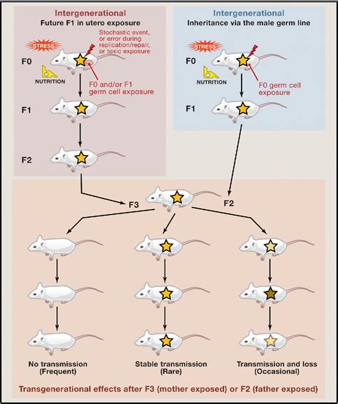 Figure From Transgenerational Epigenetic Inheritance Myths And