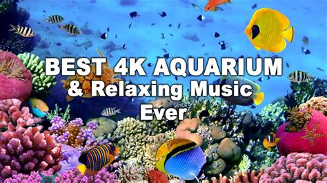 Best 4k Aquarium And Relaxing Music Ever 30min Sleeping Ambient Water