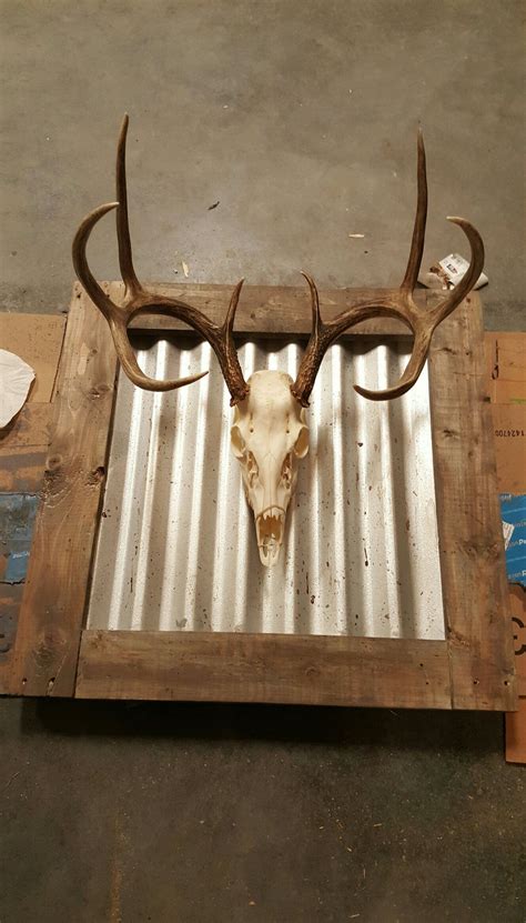 Homemade Diy Wall Mount For European Deer Skull Used Pallet Wood And