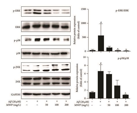 Mwp Inhibits The Erkp38 Mapk Signaling Pathway In Aβ Activated Bv2