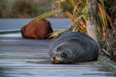 Seals at Kaikōura Seal Colony - Ed O'Keeffe Photography