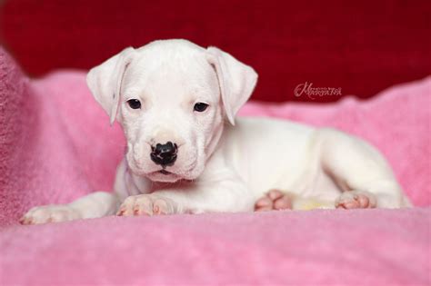 Puppies - Dogo Argentino kennel Blanco Solar