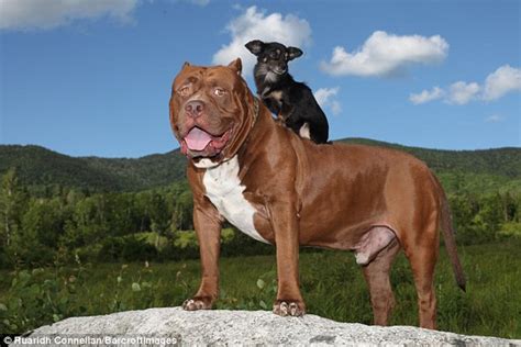 Hulk the biggest pitbull in the WORLD has become friends with chihuahua ...