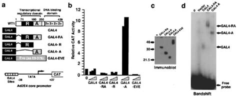 The Wt1 Transcriptional Activation Domain Is Regulated By A Juxtaposed