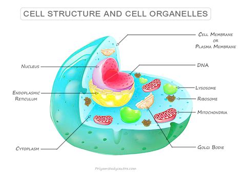 Cell In Biology Structure Examples Functions Organelles